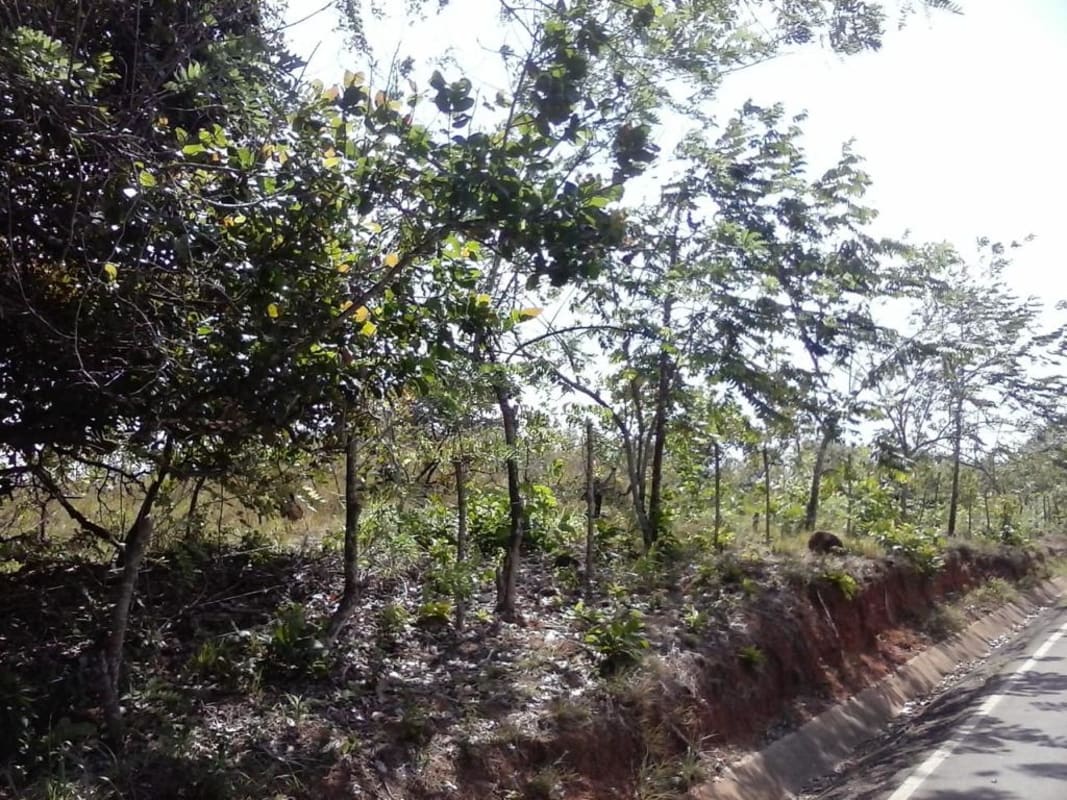 Dense forest land with mountain backdrop in San Martín for eco resort or farm