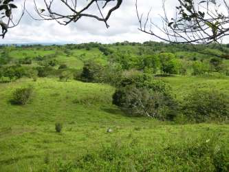 Expansive green landscape with rolling hills, trees, and cloudy sky at Bugaba farm land