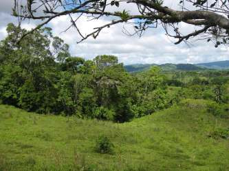 Expansive lush green rolling farmland with forest edge in Chiriqui Panama