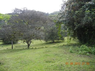 Open grassy landscape with mature trees and dense vegetation on a gentle slope near La Chorrera Panama