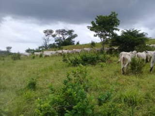 Land for Sale in Capira - 0 bedrooms