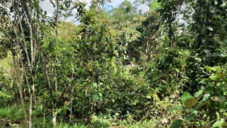 Rustic wooden fencing with thick green forest trees beside asphalt road in Arosemena La Chorrera Panama