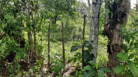 90,000m² Forest Land with Timber Fronting Main Road in Chorrera