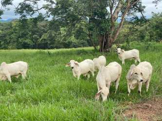 Cattle grazing on lush pastureland Veraguas cattle farm Panama