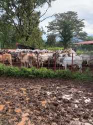 Cattle Ranch with Rivers for Sale in Soná Panama 1,350 Hectares