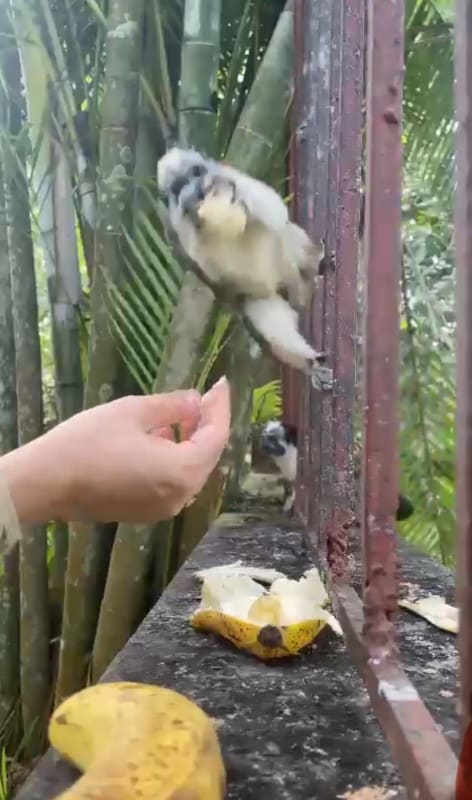 Elegant formal dining room with natural light tile flooring luxury residence clayton panama