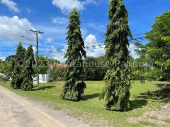 View from paved road of grassy flat lot with trees in gated Coronado beach community