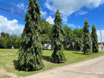 Residential land with grass and tall trees for sale in Playa Coronado Panama