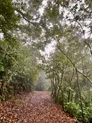 Misty nature trail amid forest on back side Volcán commercial land Chiriquí