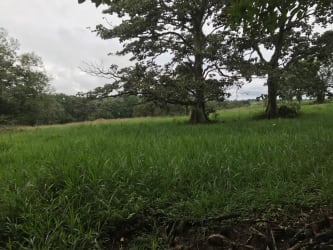Open grassy field with mature trees in Mariato Veraguas Panama