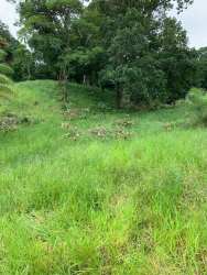Green improved pasture with native trees in Veraguas ranch land