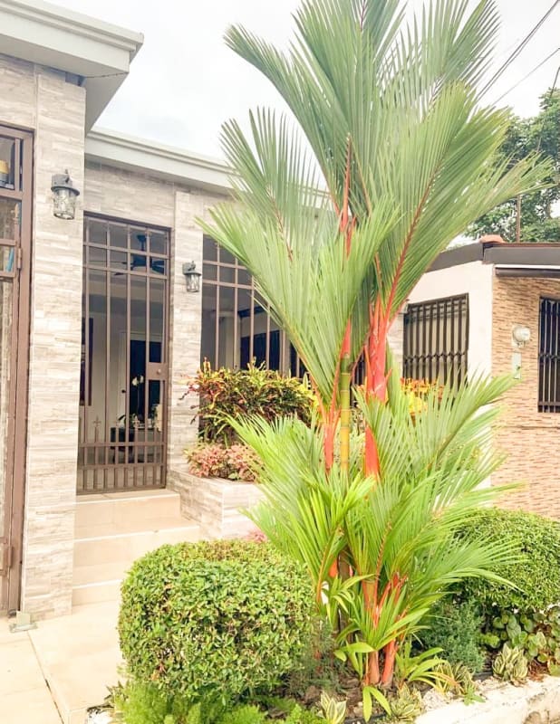 Bright dining area with glass table, upholstered chairs, chandelier and large window in San Antonio Panama City house
