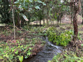 Lush vegetation surrounds creek flowing across flat farmland in El Santo Bugaba Chiriquí