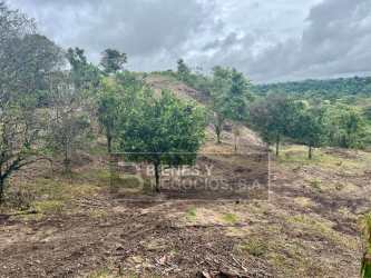 Verdant farmland with light tree cover suitable for cattle ranch or agriculture
