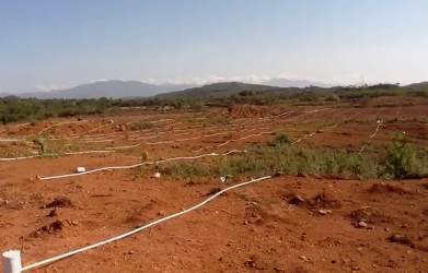 Open flat agricultural land in Calobre Veraguas near Guias Arriba perfect for expansion