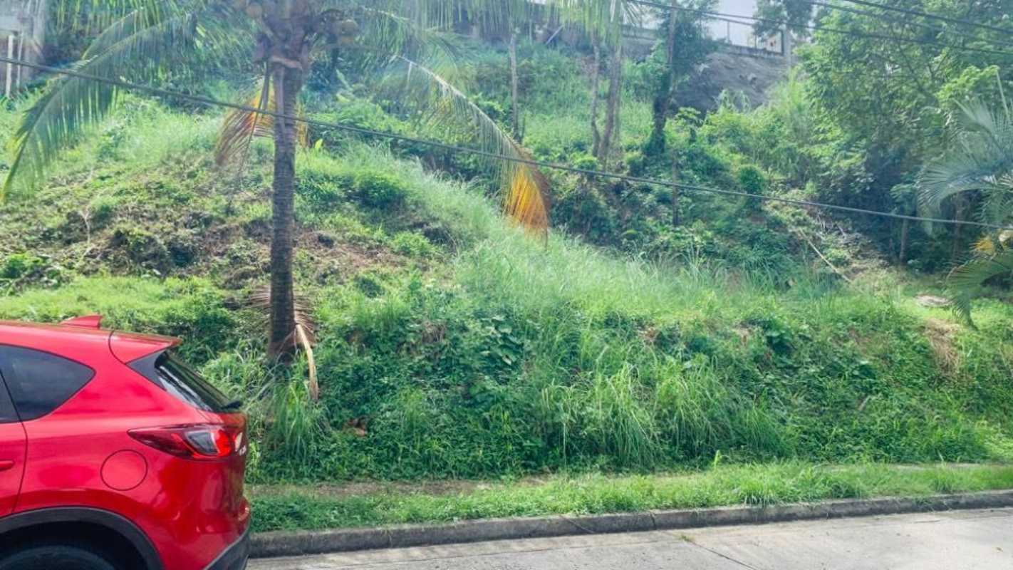 Grassy vacant lot with palm trees hillside near PriceSmart in Villa La Fuente 2 Panama