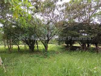 Open level grass area with trees, perfect for residential project near Boquete Panama