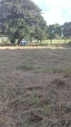 Open cleared section of flat highway-access lot near Penonomé Panama coclé