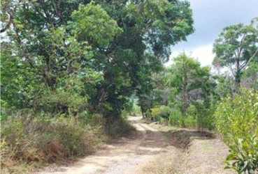 Dirt road entrance with natural forest and vegetation on estate land for sale in Alto Boquete