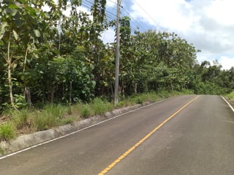 Large undeveloped land with greenery and roadside vegetation Vista Alegre Panama