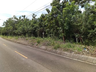Roadside dense trees and overhead wires at development land in Arraiján Panama