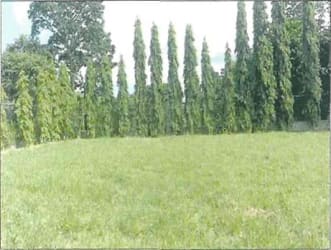 Lush open lot bordered by tall trees and vegetation in Quebradas de Cabuya Chame Panama