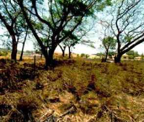 Vacant plot with dry grass, large trees in Villas del Golf subdivision in Panama