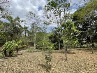 11,200m2 development land with mature trees and clear access in Vista Alegre Arraiján