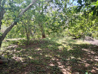 Tree-covered yard perfect for commercial expansion or garden in La Villa Los Santos