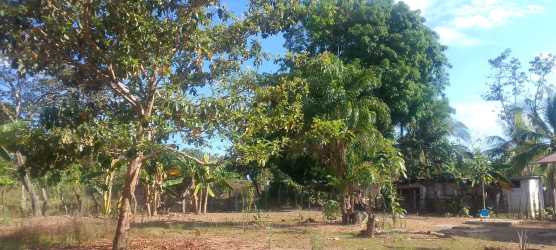 Banana trees and fruit vegetation on large land for sale in Volcán Chiriquí Panama