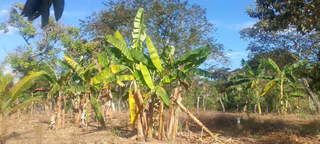 Land with House for Sale in Chiriquí - 2 bedrooms