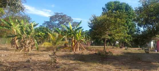 Sunny cleared plot with banana and coconut trees in Volcán Chiriquí Panama