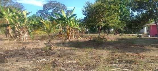 Banana plantation with open land and mature trees in Volcán Chiriquí Panama