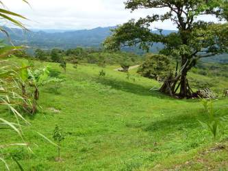 Green hillside dotted with trees and panoramic mountain views in La Martillada Coclé Panama