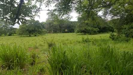 Grassy open fields surrounded by mature trees and wooded creek in Natá Coclé ranch Panama