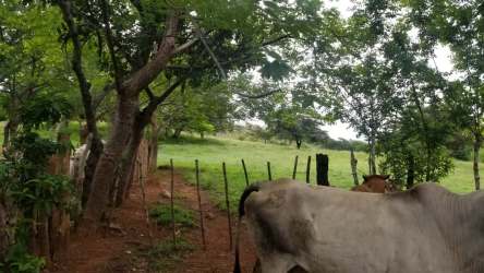 Cattle grazing on fenced pasture with trees in Natá Coclé Panama 60 hectare farmland