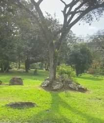 Lush green yard with mature tree and landscaping rocks El Valle Panama