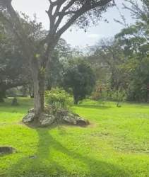 Grass covered lot with trees in Aires del Gaital El Valle ideal for home construction