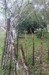 Rustic branch fence on green natural farmland countryside in Coclé Panama