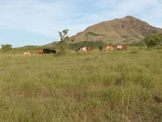 Broad farmland pasture with grazing cattle, natural greenery in Toza Coclé Panama