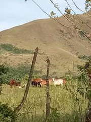 Agricultural Land for Sale in Natá - 0 bedrooms