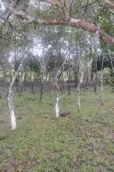 Wooded section with slender trees natural pasture in Toza Coclé Panama