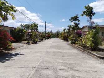 Quiet suburban street lined with palm trees and gardens in Penonomé community
