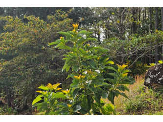 Lush natural landscape with mature trees and flowers in Altos del María Panama