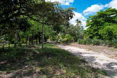Wide open beachfront lot surrounded by tropical vegetation ideal for development