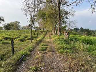 28 Hectare Dairy Farm with Facilities Bugaba Chiriquí