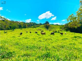 Gently sloping farmland pastures near Volcan Panama Monte Lirio Highlands
