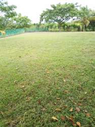 Fenced grassy yard with mature trees inside Coronado beach zone Panama