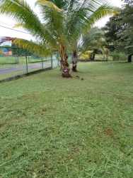 Palm shaded grassy lot fenced along roadside in Coronado gated community Panama