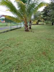Palm tree and grassy tropical lot inside beach community Coronado Panama